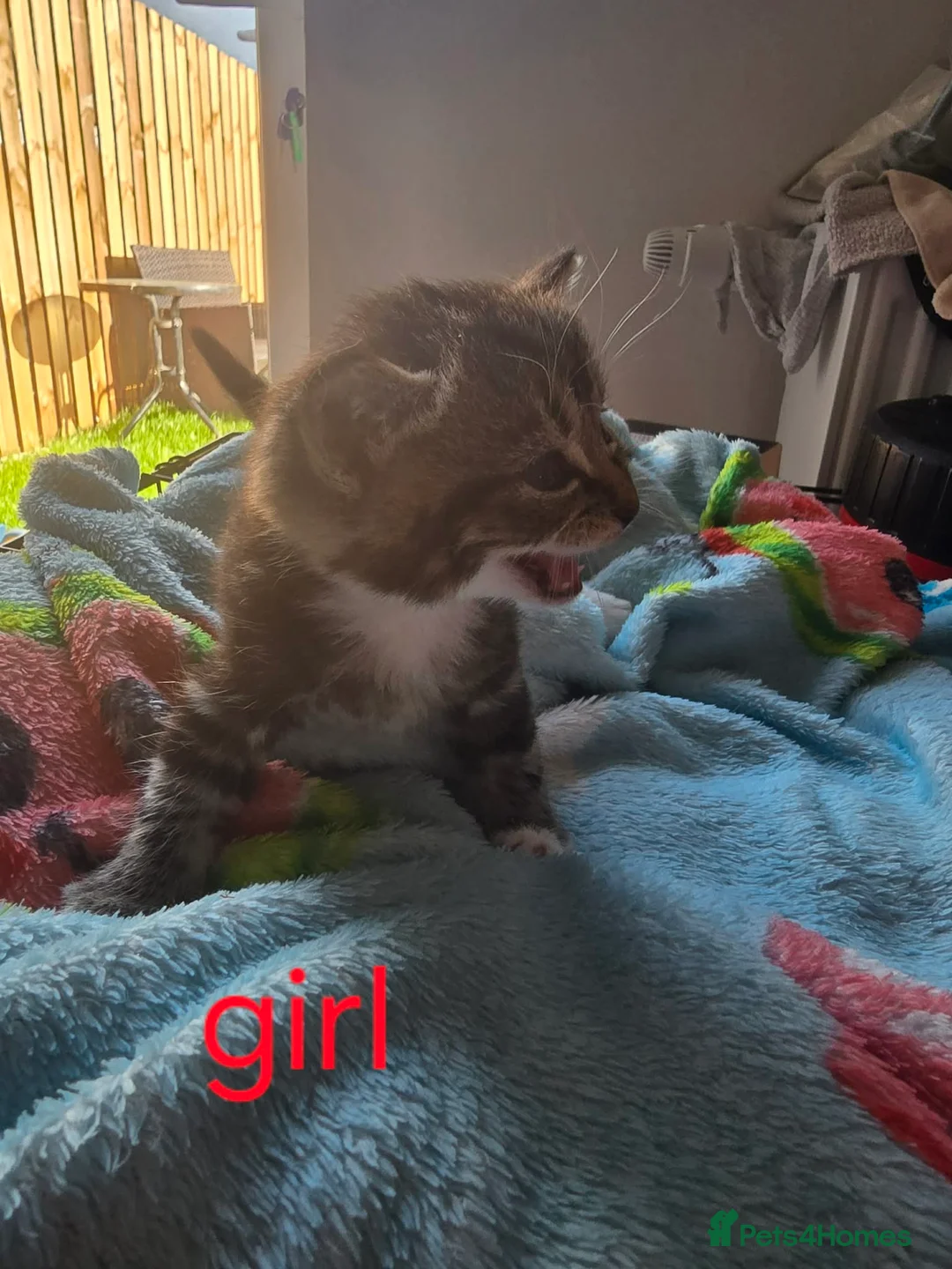 Mixed Breed cats for sale: Beautiful kittens - Advert 11