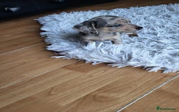Mixed Breed dogs for sale: Mini dachshunds for sale - Image 4
