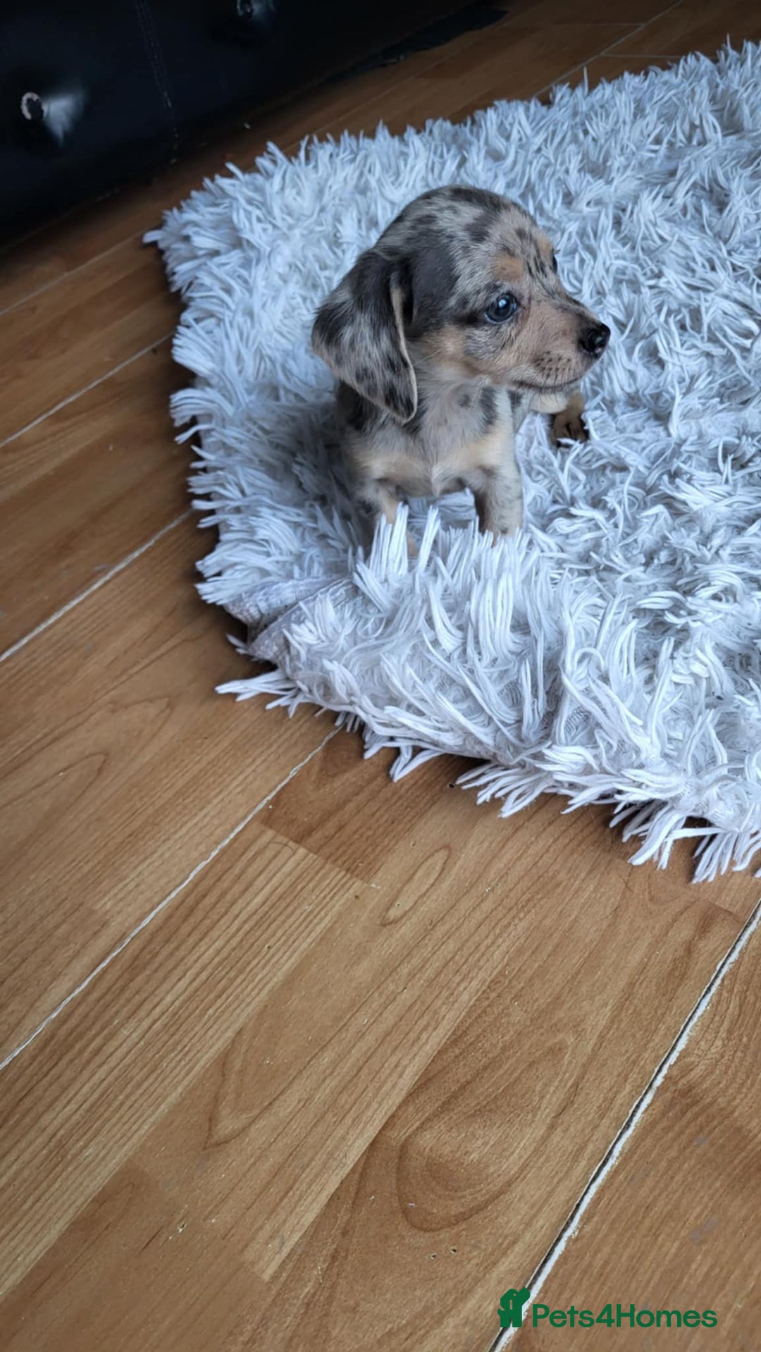 Mixed Breed dogs for sale: Mini dachshunds for sale - Image 4
