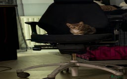 Mixed Breed cats for sale: Stunning wee kittens ready to go now  - Image 5
