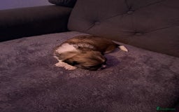 Mixed Breed dogs for sale: Teddy Bear Puppies - Advert 15