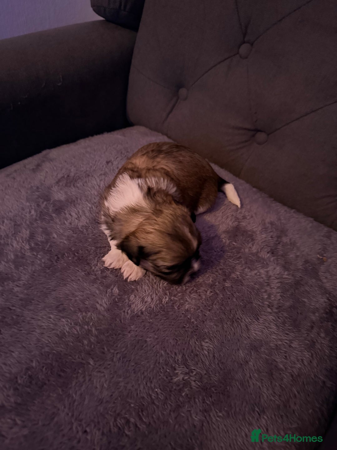 Mixed Breed dogs for sale: Teddy Bear Puppies - Advert 15