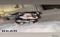 Mixed Breed dogs for sale: Yorkie chihuahua pups for sale  - Image 9