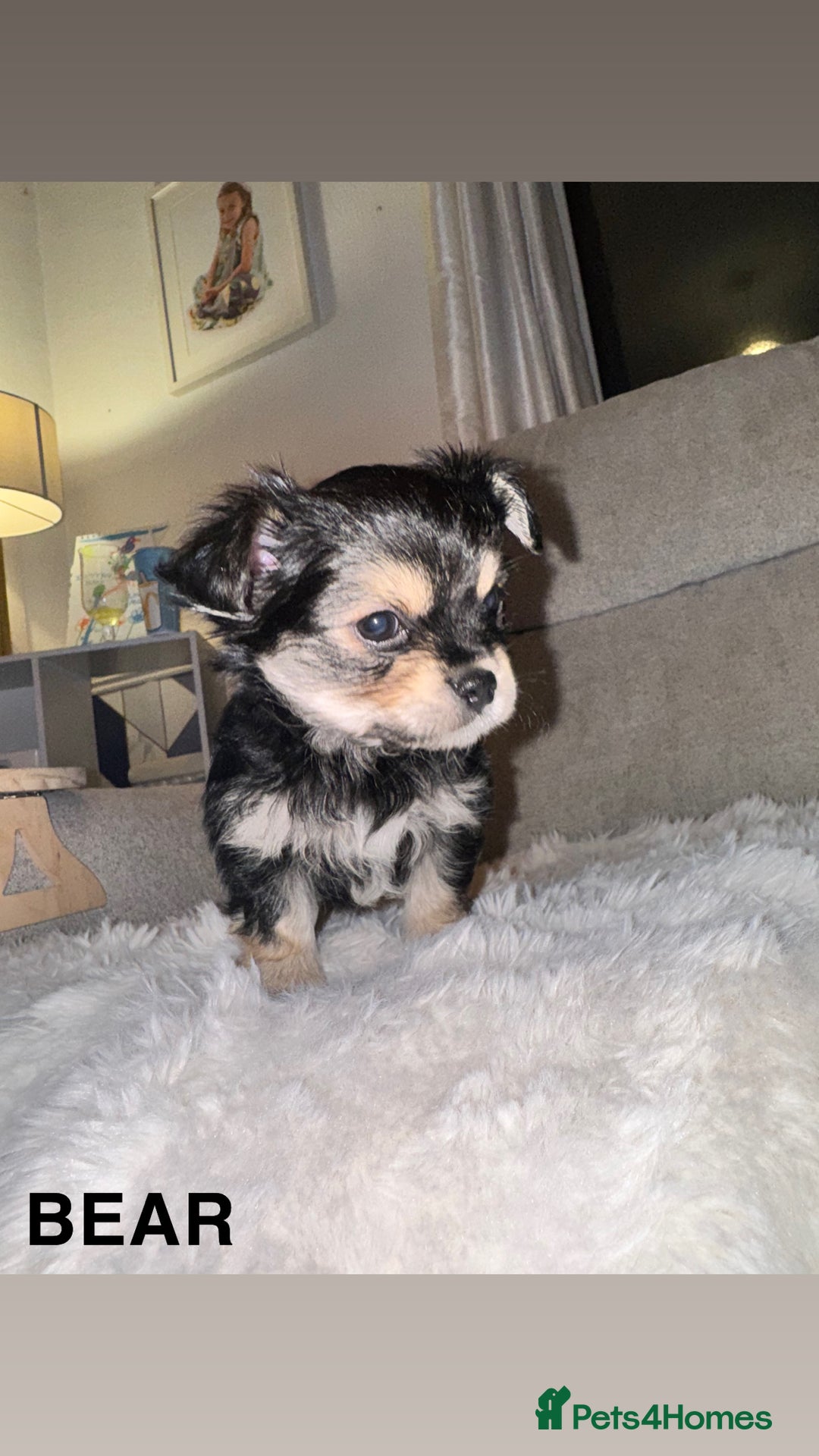 Mixed Breed dogs for sale: Yorkie chihuahua pups for sale  - Image 9