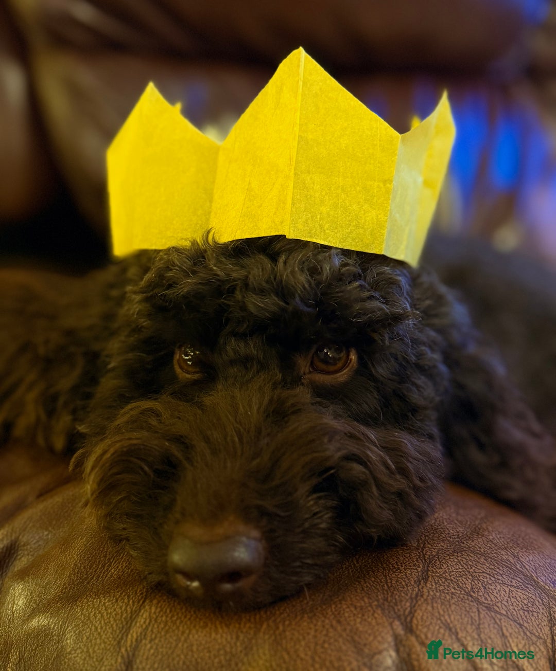 Cockapoo dogs for stud: 🧬F1 Chocolate Proven Cockapoo Stud Extensive DNA in Derby - Advert 6