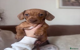 Miniature Dachshund dogs for sale: Kc reg miniature dachshund  - Image 7