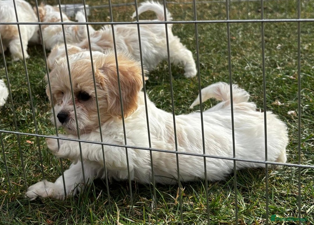 Cavachon dogs for sale: Cavachon puppies  - Image 10