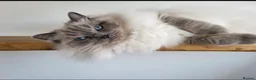 Ragdoll cats for sale: Stunning Champion Bloodline GCCF Kittens - Advert 3