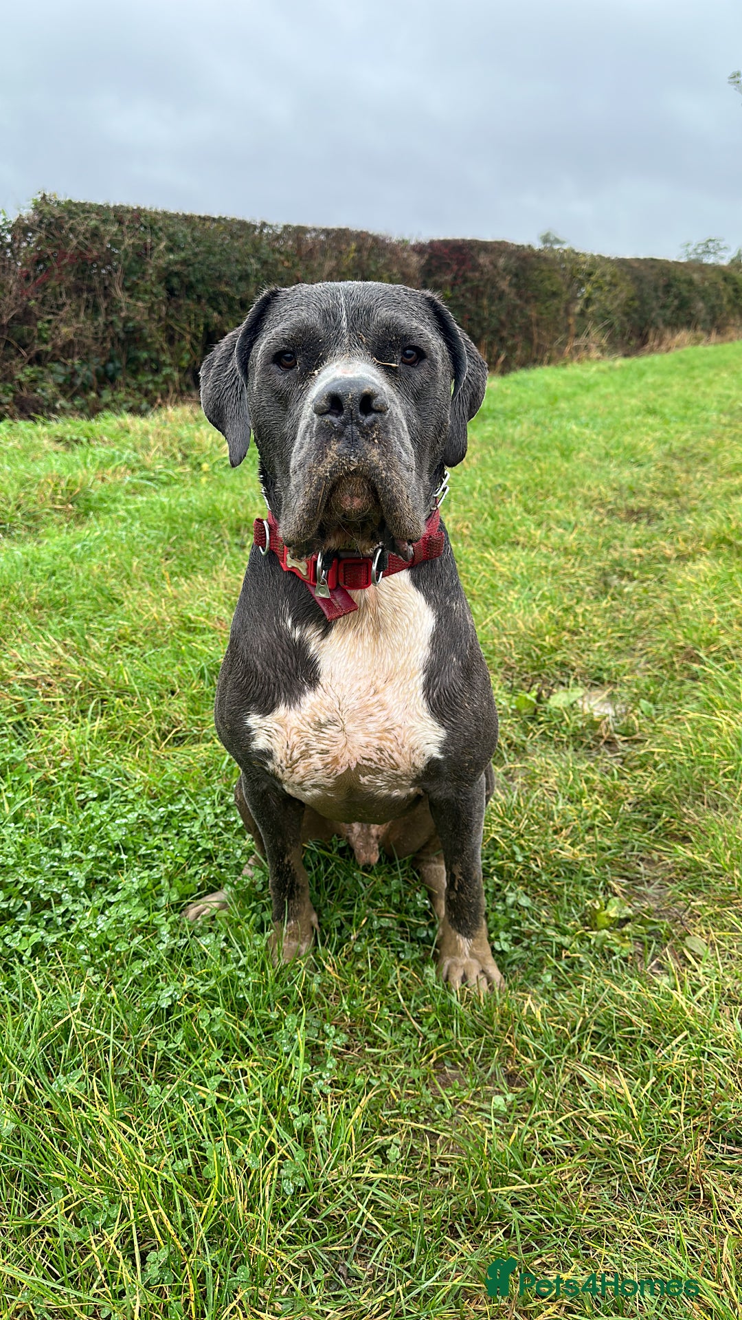 Mastiff dogs for sale: Mastiff dog ( Buddy )  - Advert 15