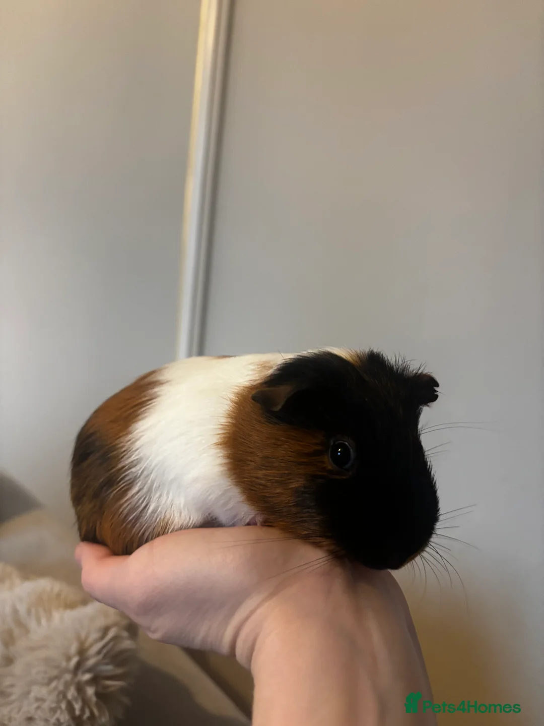 Guinea Pig rodents for sale: Male guinea pig  - Advert 5