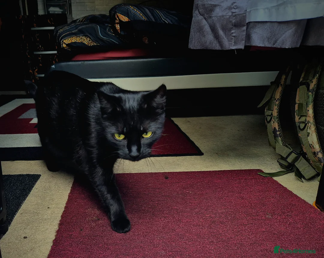 Mixed Breed cats for sale: Need a new home - Advert 2