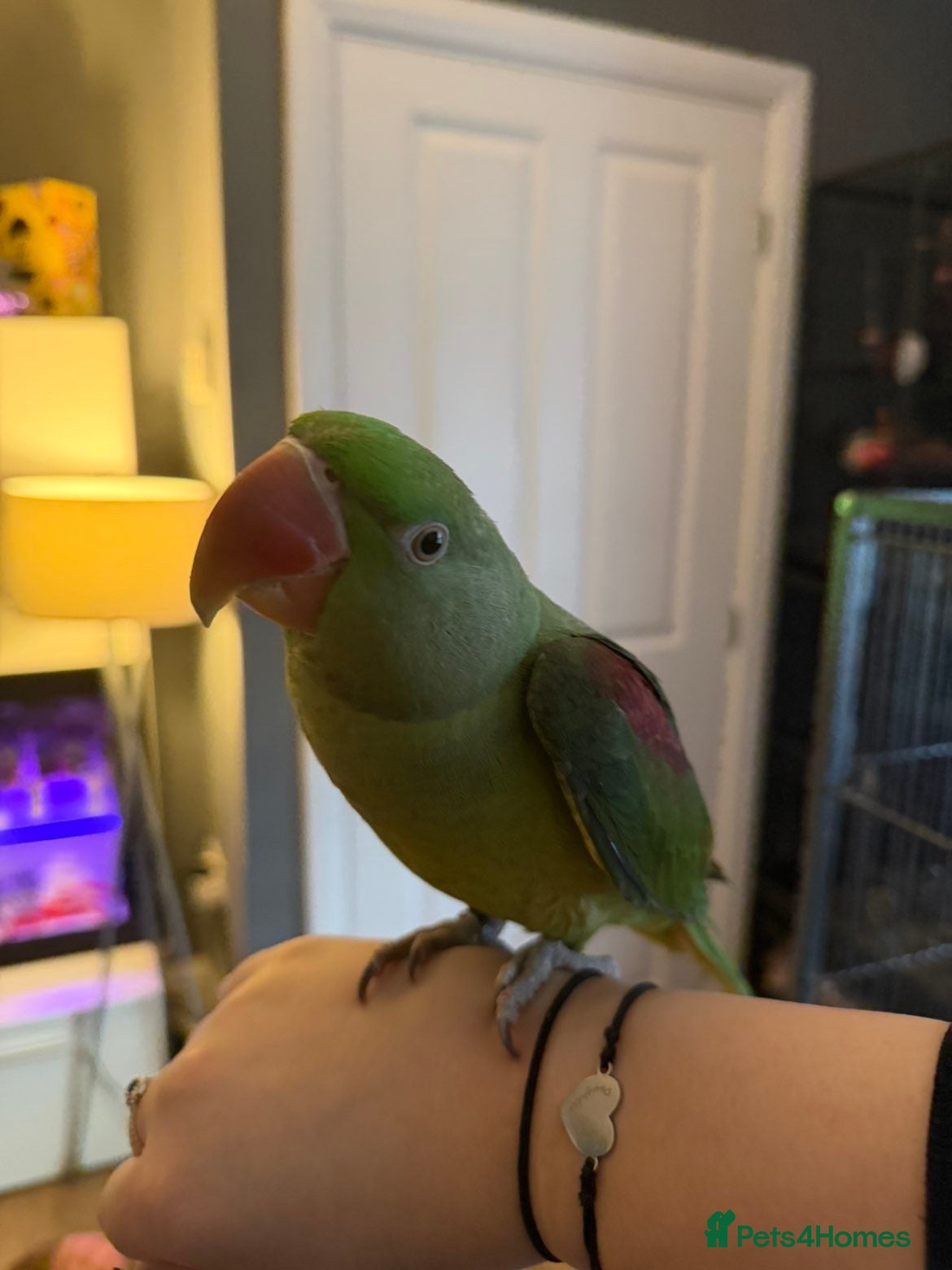 Parrots birds Alexandrine parrot 10 months  - Advert 15