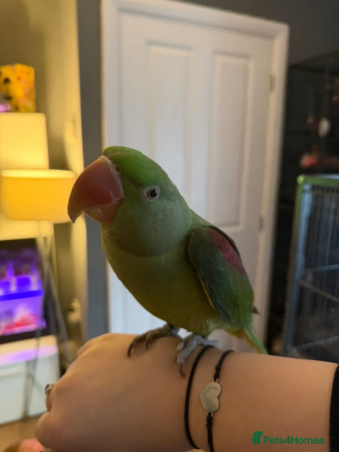 Parrots birds for sale: Alexandrine parrot 10 months  - Advert 1