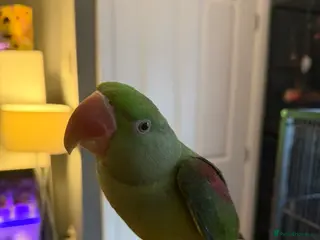 Parrots birds Alexandrine parrot 10 months - Advert 15