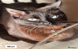 Persian cats for sale: CHOCOLATE PERSIAN KITTENS - Image 6