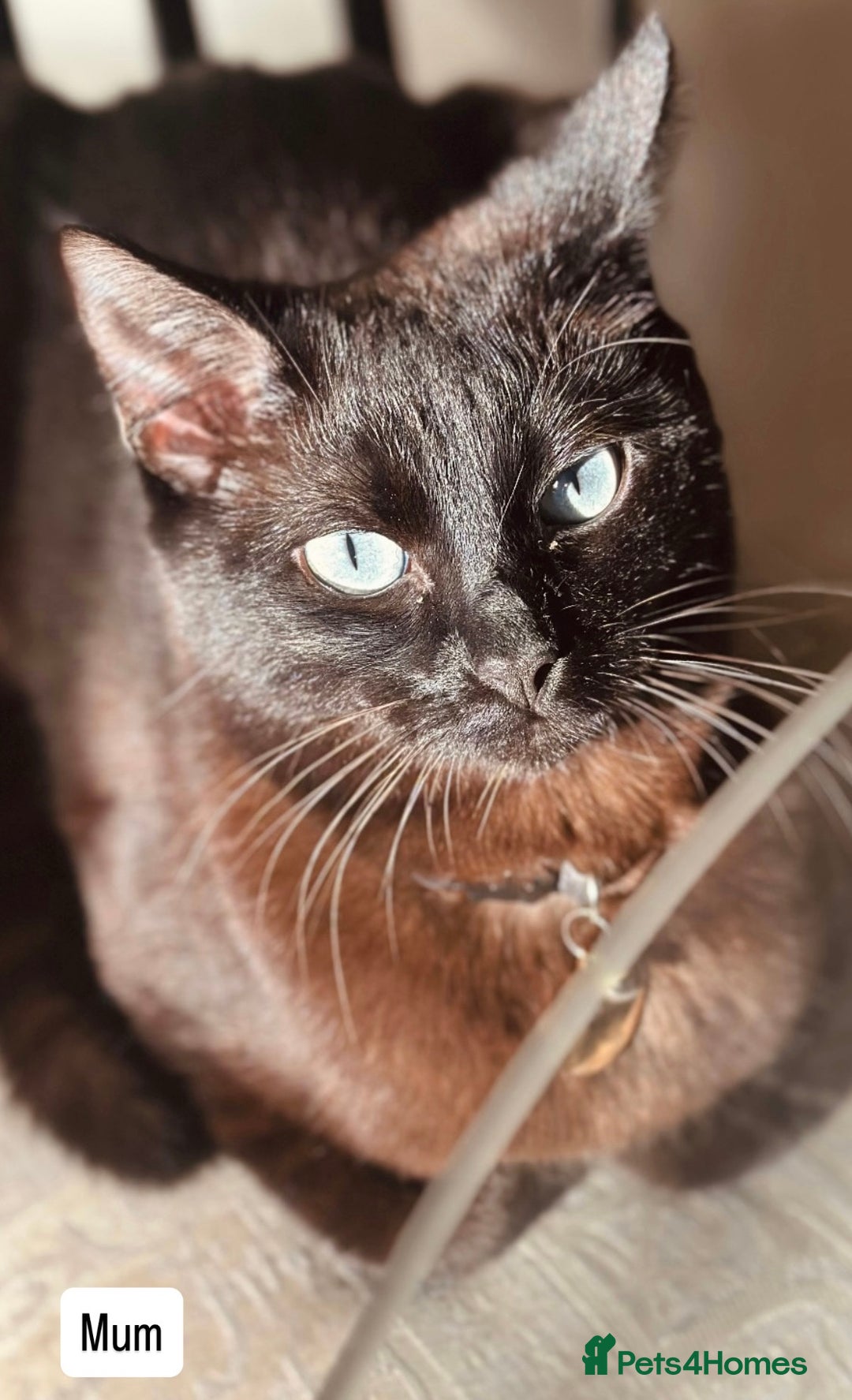 Persian cats for sale: CHOCOLATE PERSIAN KITTENS - Image 6