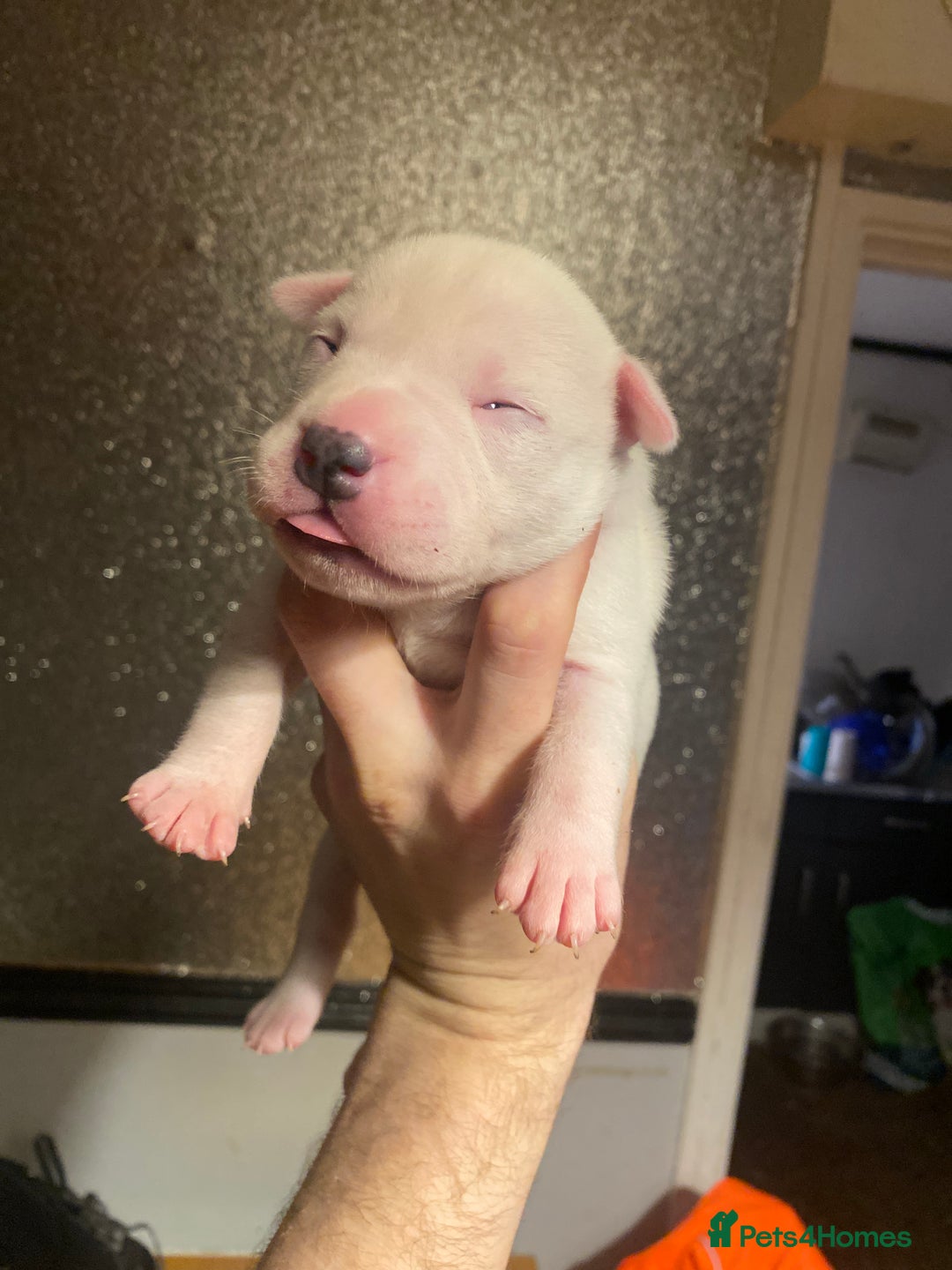 Mixed Breed dogs for sale: I have five pups for sale - Advert 8