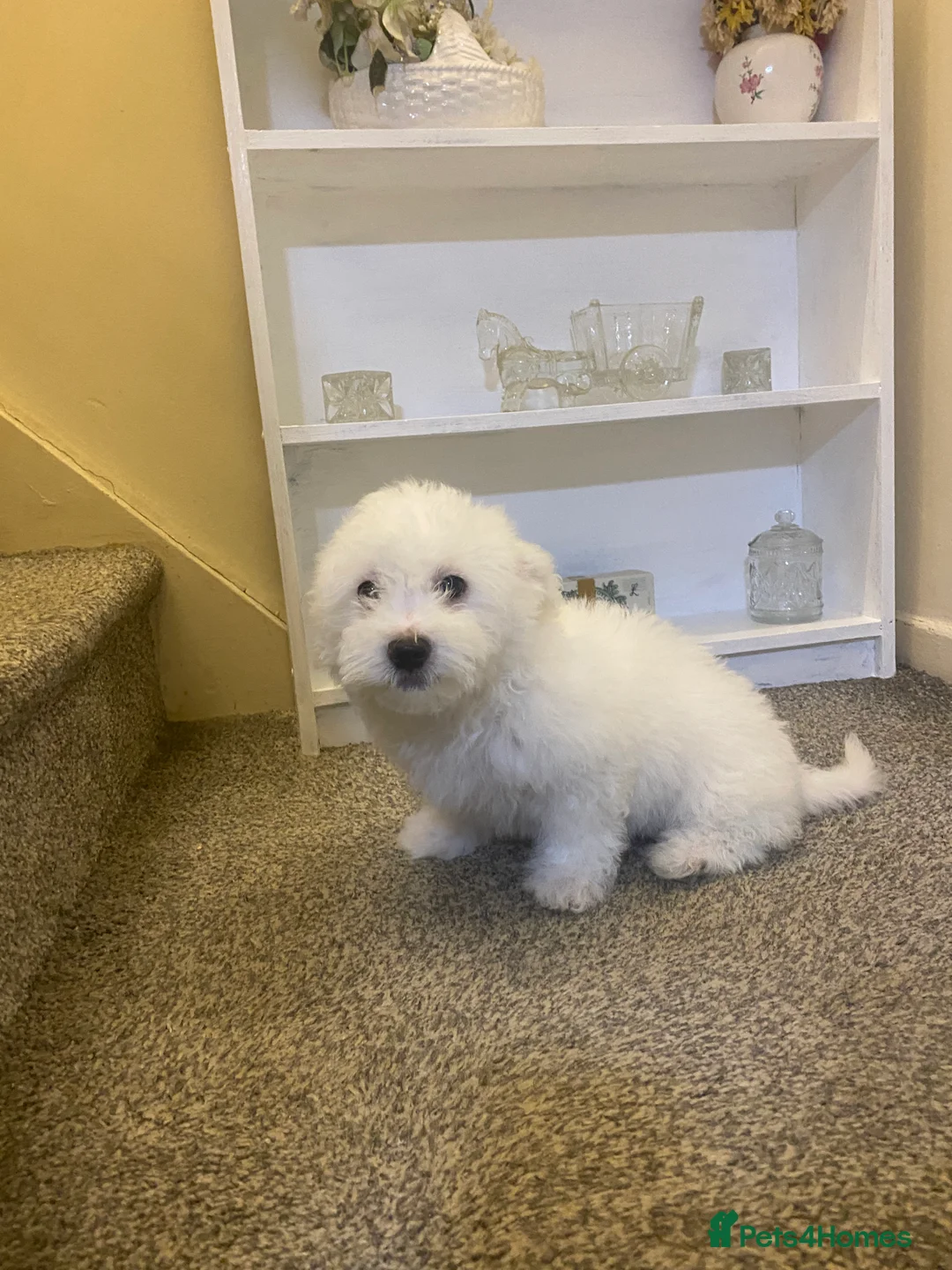 Maltese dogs for sale: Purebred Maltese Puppies Ready Now - Advert 2