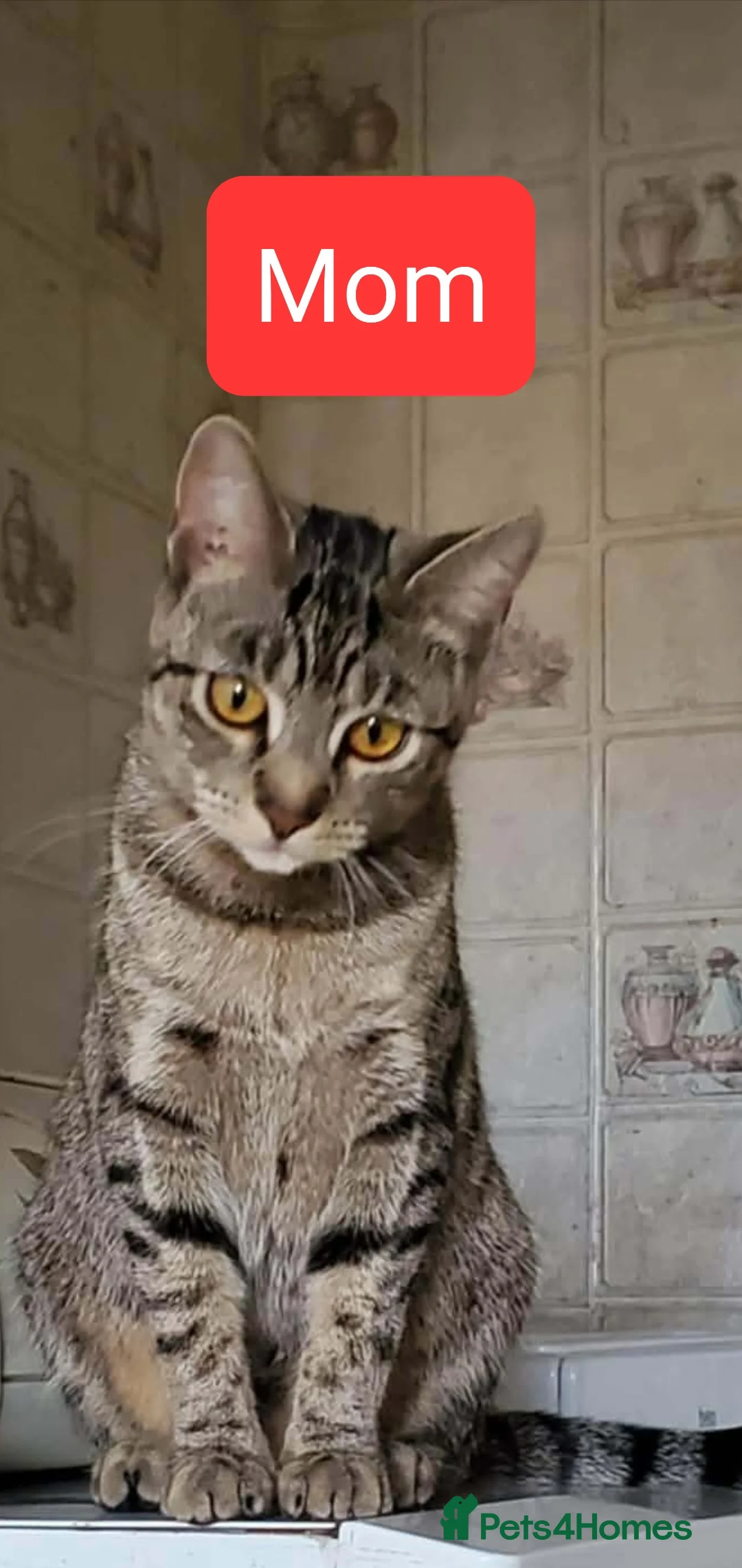 European cats for sale: For Sale tabico - Advert 4