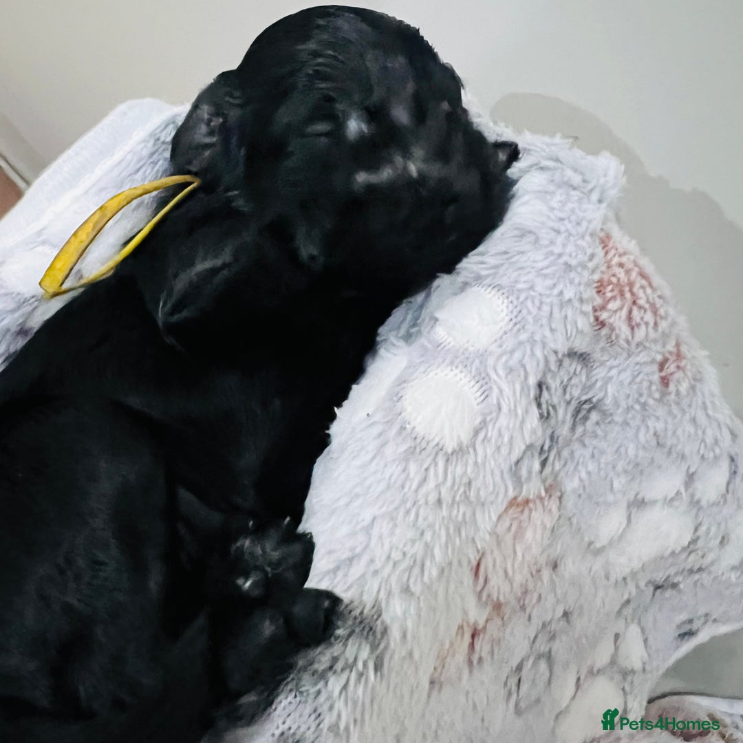 Cockapoo dogs for sale: Beautiful Cockapoo Puppies – 6 Boys & 2 Girls - Advert 17