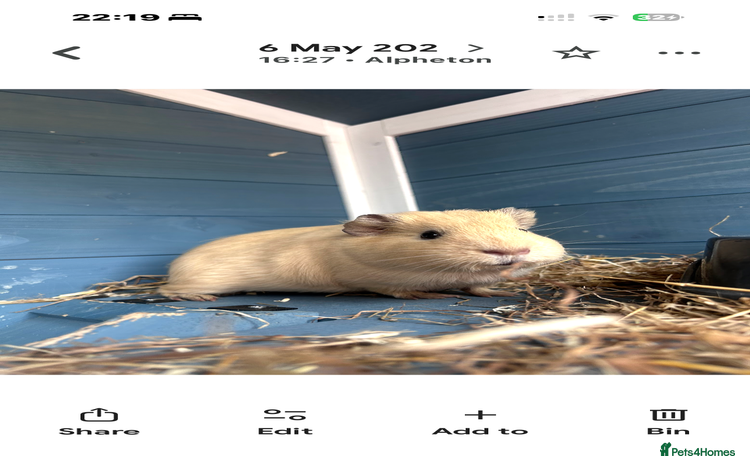 Guinea Pig rodents - Advert 1