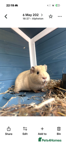 Guinea Pig rodents - Advert 1