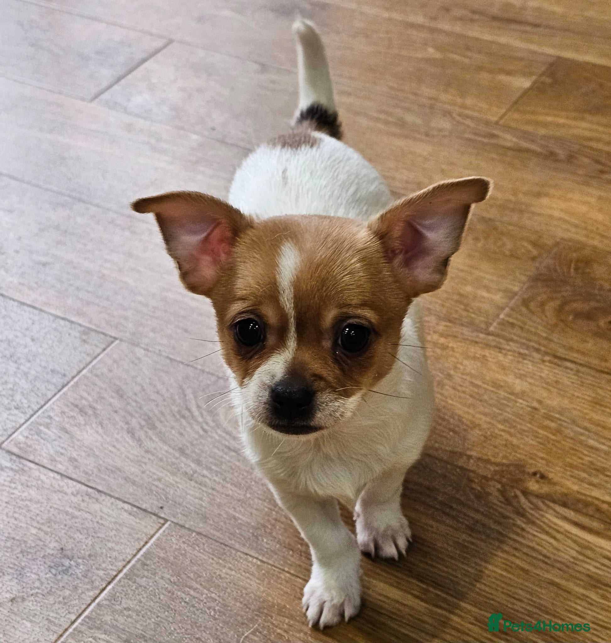 Chihuahua dogs 2 x Adorable Chihuahua puppies ready to leave  - Advert 6