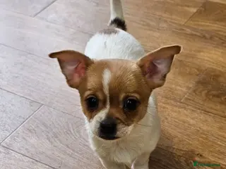 Chihuahua dogs 2 x Adorable Chihuahua puppies ready to leave - Advert 6