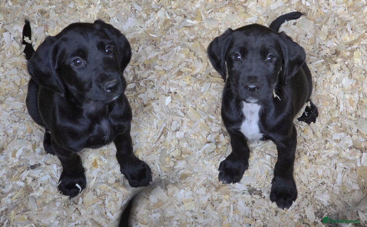 Cockerdor dogs - Advert 12