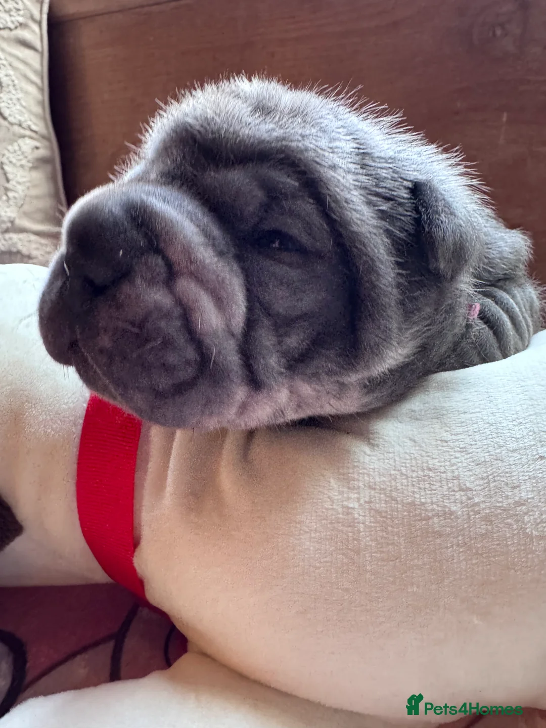 Shar Pei dogs for sale: Stunning Bullpei Puppies (Sharpei/English Bulldog) - Advert 28