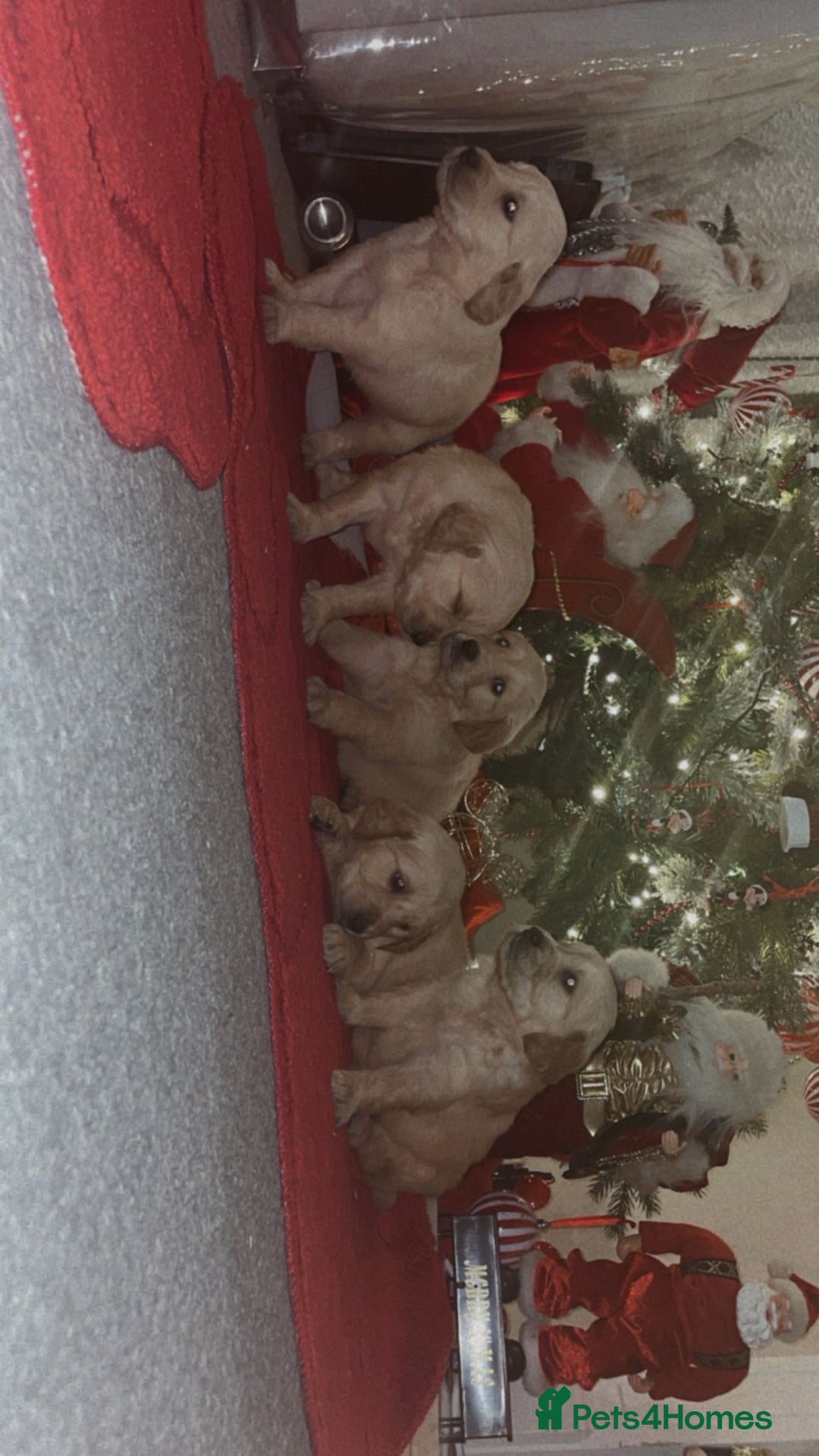 Golden Retriever dogs for sale: Golden retriever 5 boys🐶🐾 - Advert 10