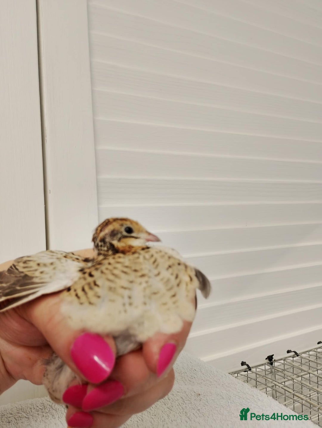 Quail poultry for sale: Quail (Button, King, Chinese Painted) - Image 5