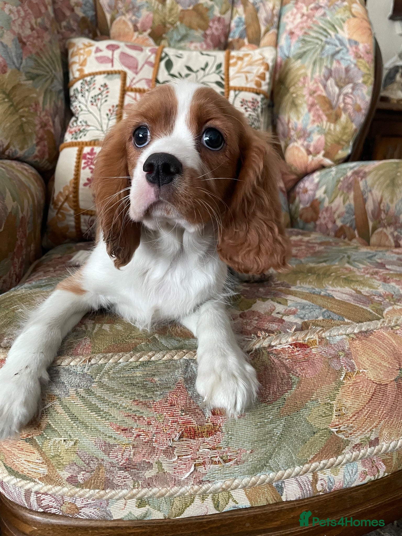 Cavalier King Charles Spaniel dogs Blenheim cavalier King Charles spaniels  - Advert 2