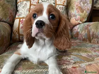 Cavalier King Charles Spaniel dogs Blenheim cavalier King Charles spaniels - Advert 1