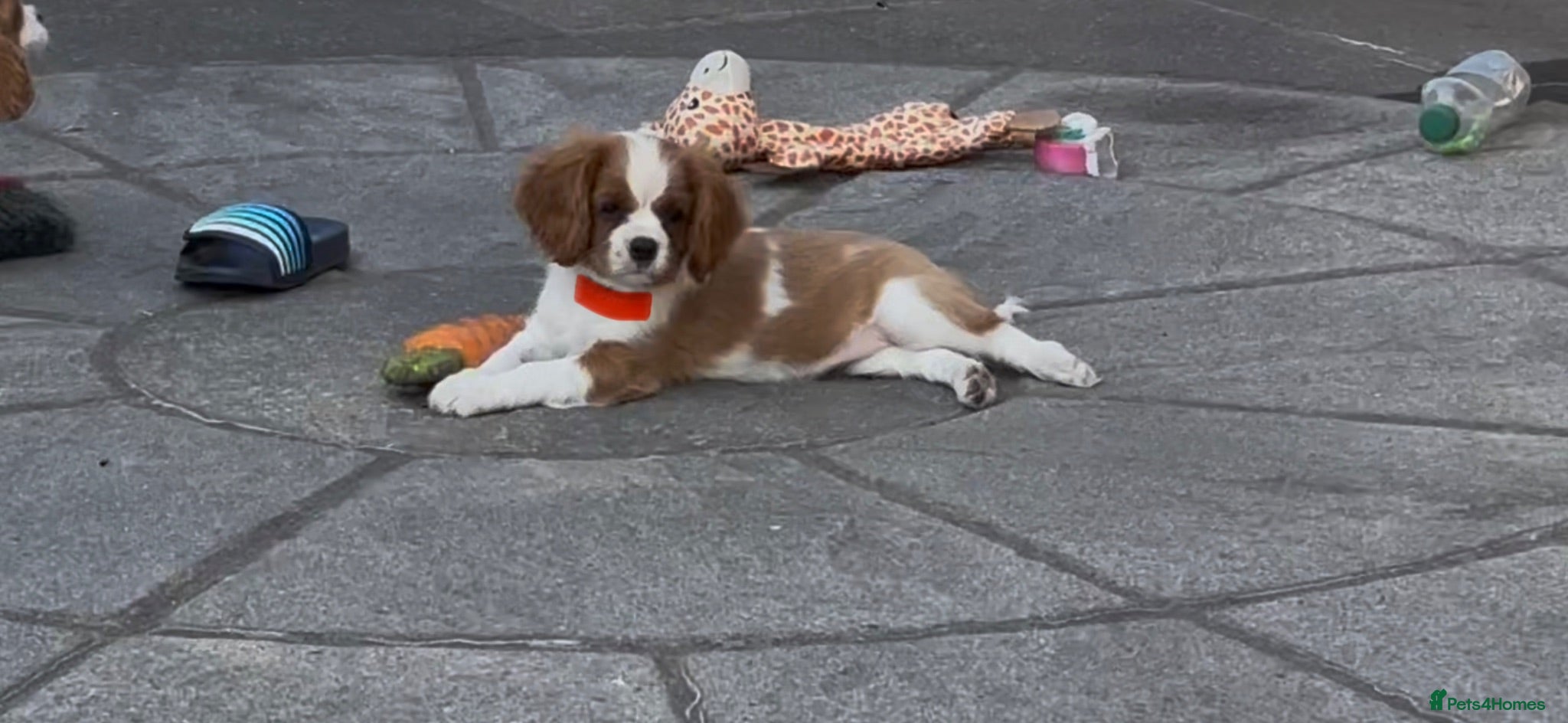 Cavalier King Charles Spaniel dogs Cavalier King Charles Spaniel Puppies  - Advert 1