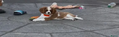 Cavalier King Charles Spaniel 1