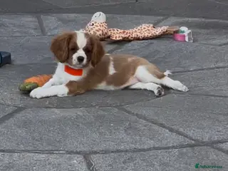 Cavalier King Charles Spaniel dogs Cavalier King Charles Spaniel Puppies - Advert 6