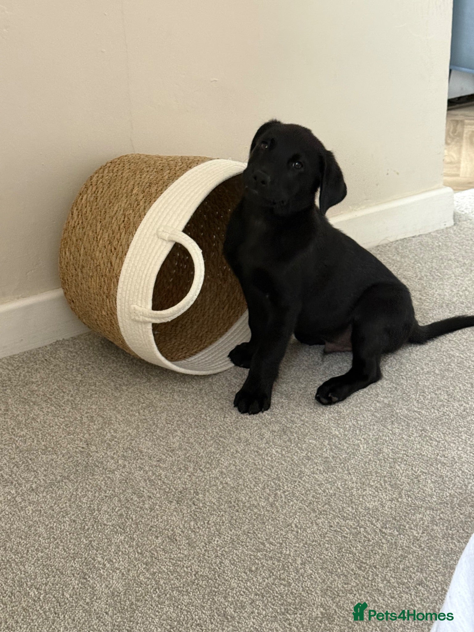 Labrador Retriever dogs  10 week old KC registered Labrador Retriever  - Advert 7