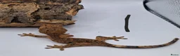 Gecko reptiles for sale: Crested and chahouas geckos - Advert 8