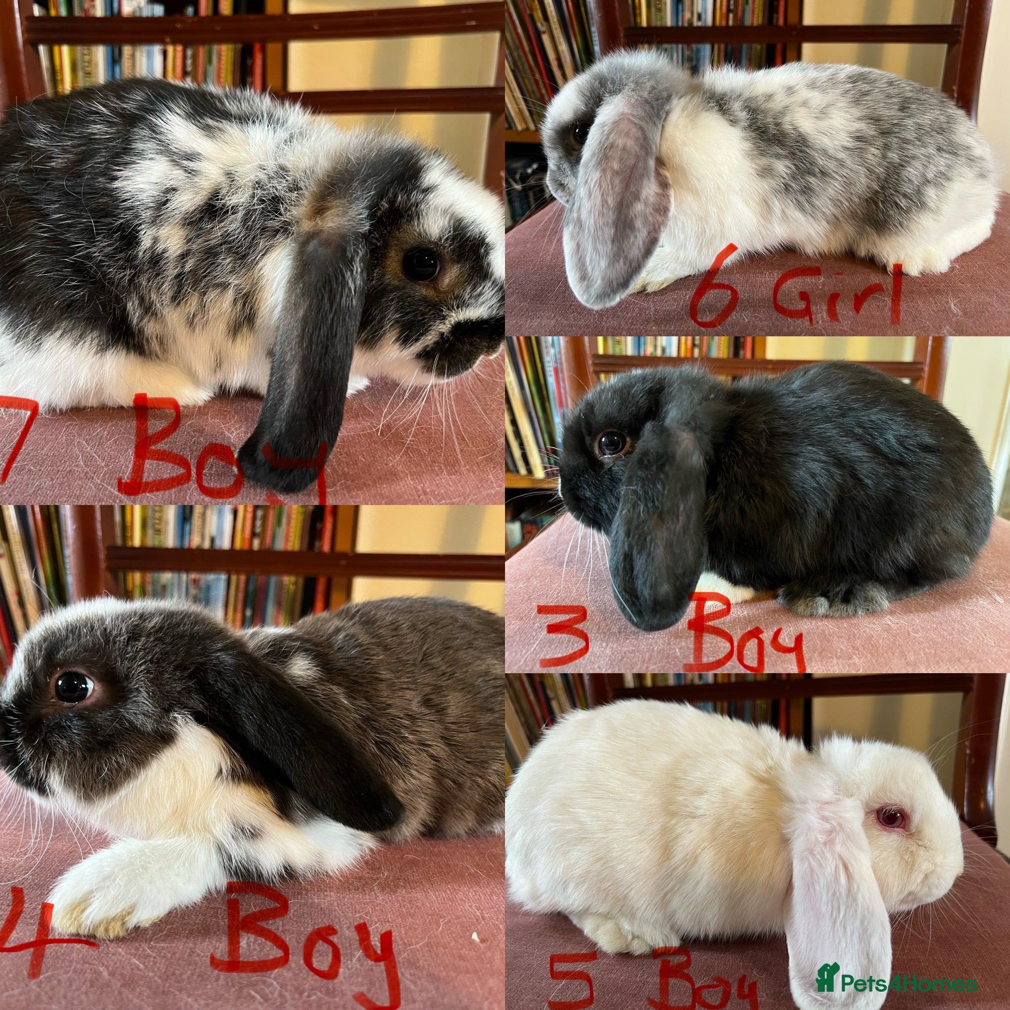 Mini Lop rabbits Lovely Mini Lop Babies - Advert 1