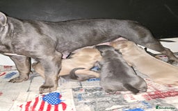 American Bulldog dogs for sale: American bulldog puppies - Image 9