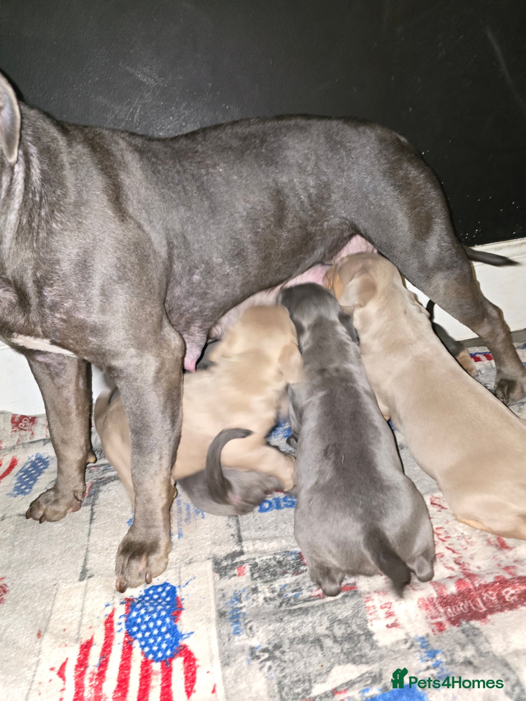 American Bulldog dogs for sale: American bulldog puppies - Image 9