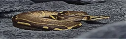Python Snake reptiles for sale: Baby ball python 🐍 - Advert 1