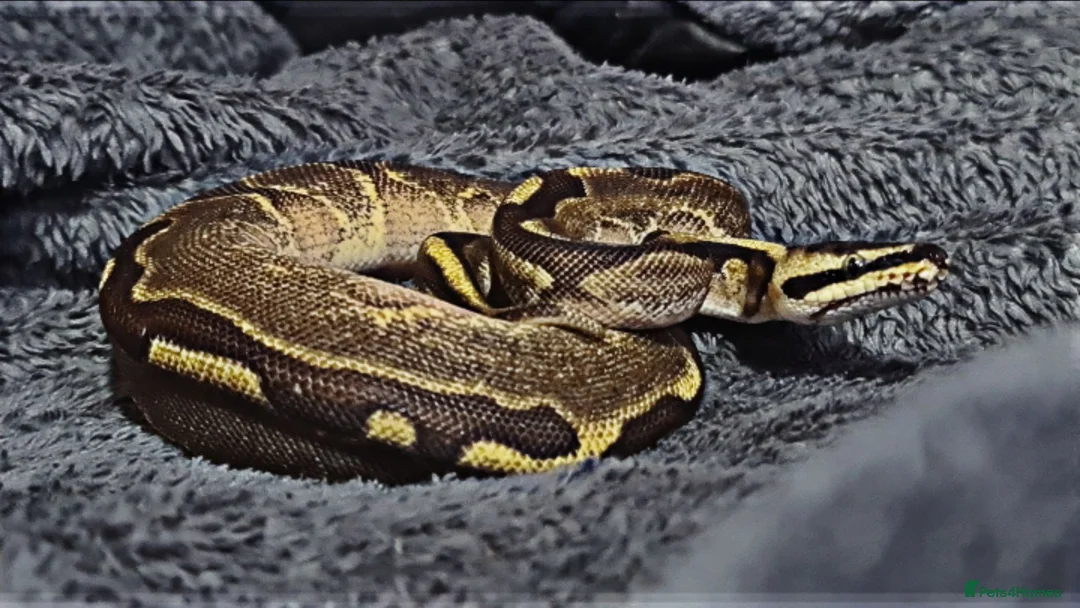 Python Snake reptiles for sale: Baby ball python 🐍 - Advert 1
