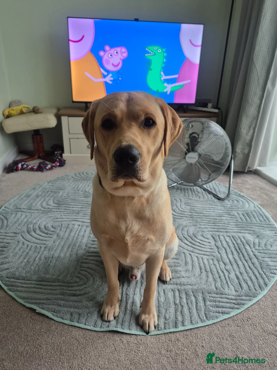 Labrador Retriever dogs for sale: 15 month Labrador Male in Snodland - Advert 6