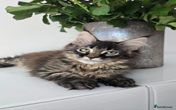 Maine Coon cats for sale: TICA registered maine coon girl READY TO NEW HOME  - Image 1