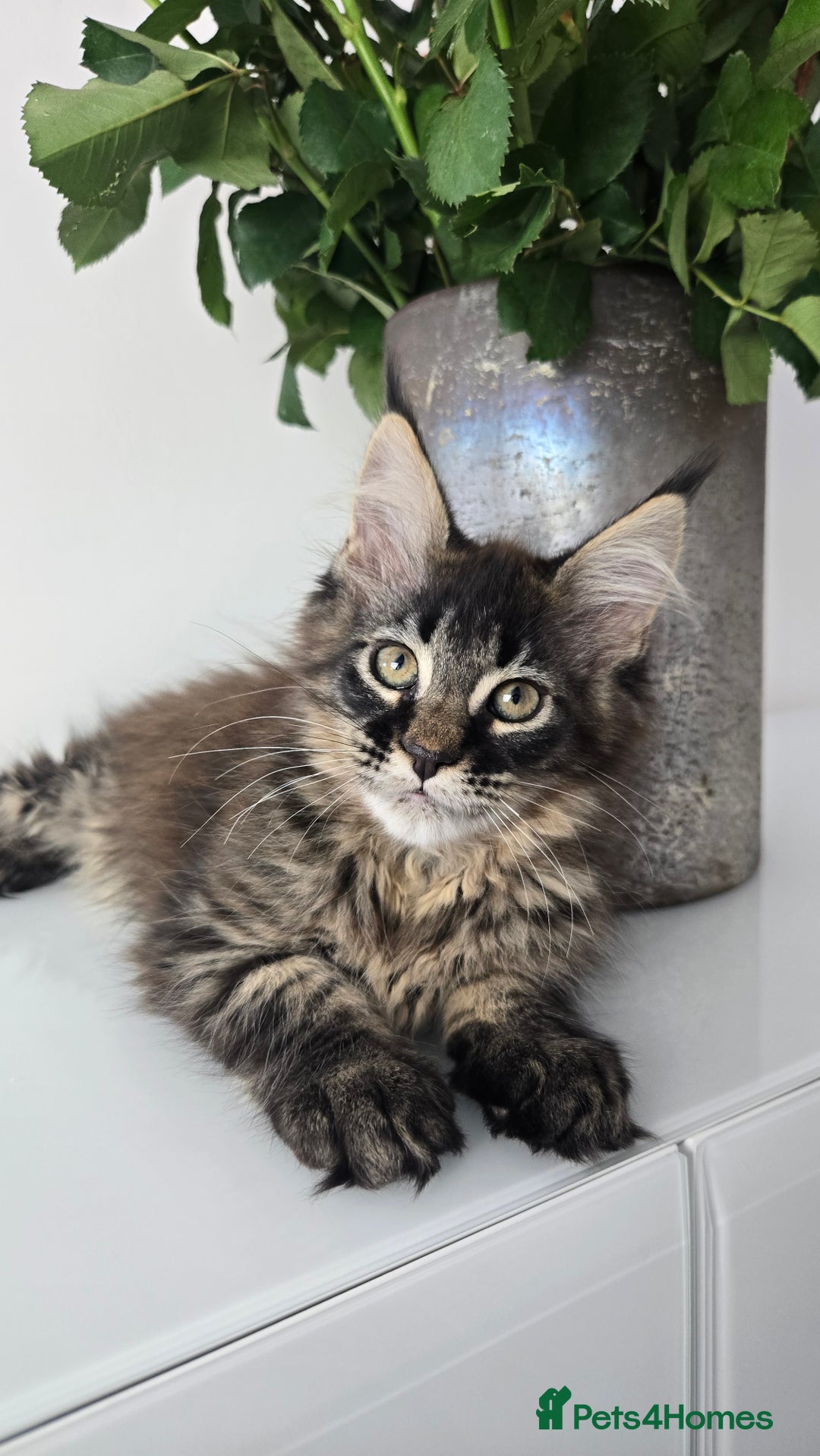 Maine Coon cats for sale: TICA registered maine coon girl READY TO NEW HOME  - Image 1