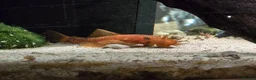 Plecos fish for sale: Calico Bristlenose Plecos in Leicester - Advert 4