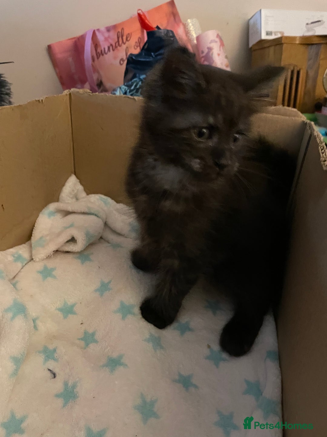 Maine Coon cats for sale: Maine coon kittens - Image 8