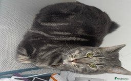 Domestic Shorthair cats for sale: Blue tabby  - Image 4
